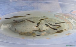 Goldfish fish for sale: Pond goldfish - Image 3