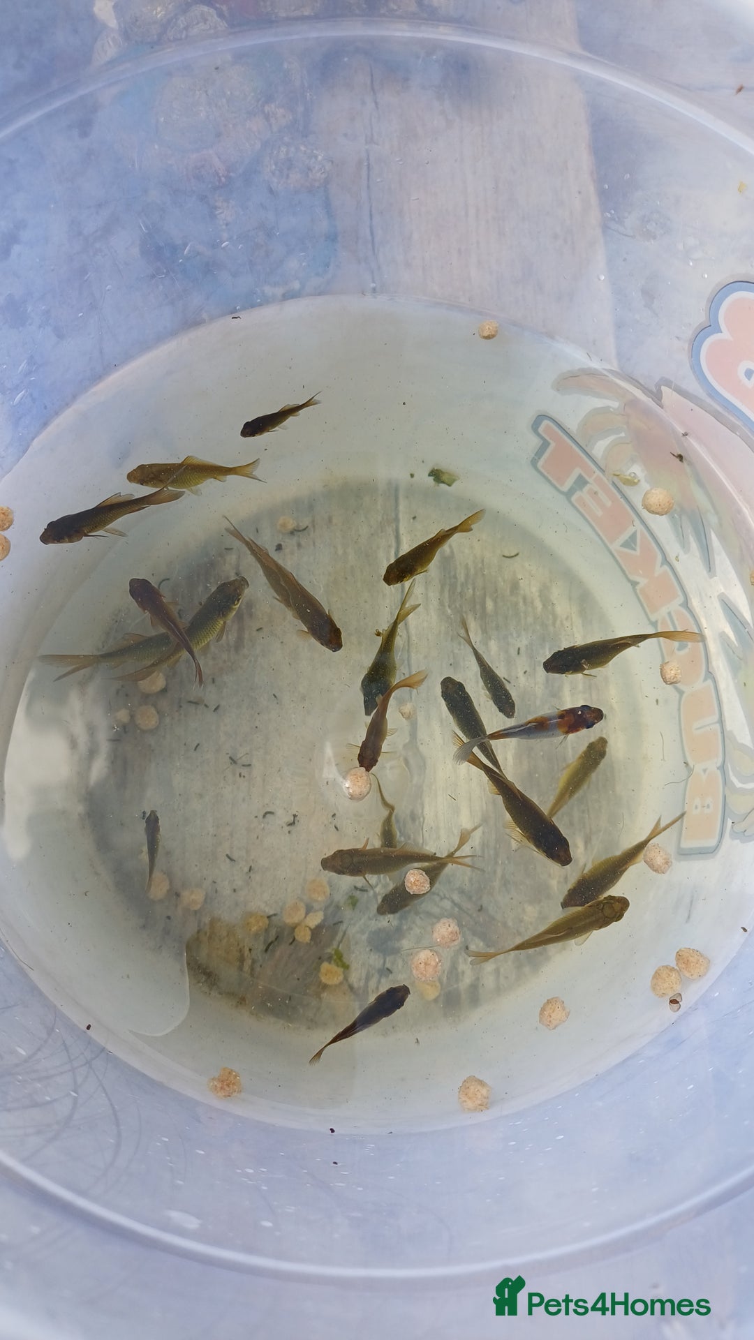 Goldfish fish for sale: Pond goldfish - Image 3