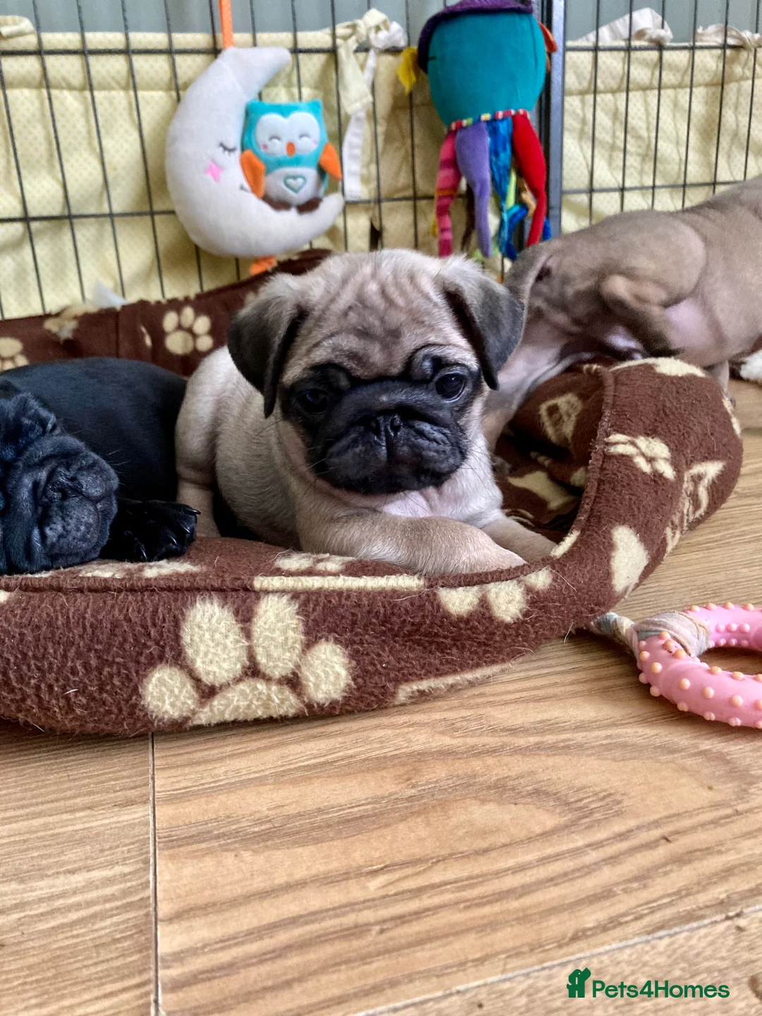 Pug dogs for stud: Health tested black pug stud  in Stevenage - Advert 29
