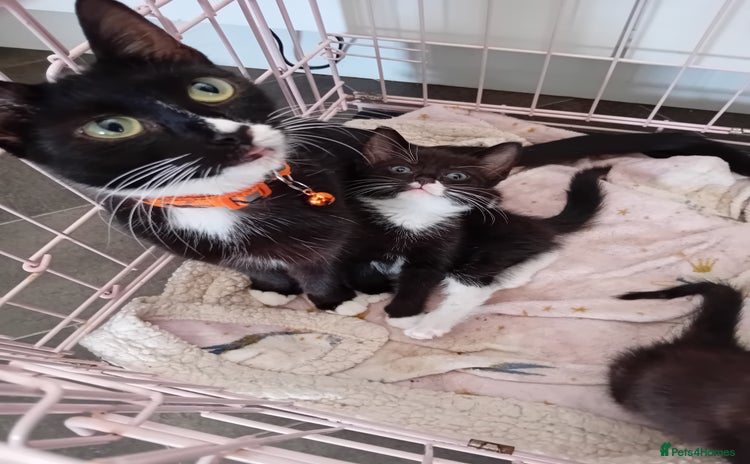 Mixed Breed cats - Advert 1