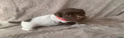 Mixed Breed dogs for sale:  german shorthaired pointer/ - Advert 20