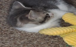 Mixed Breed cats for sale: Gorgeous and rare colour kittens 8weeks ready now - Image 11