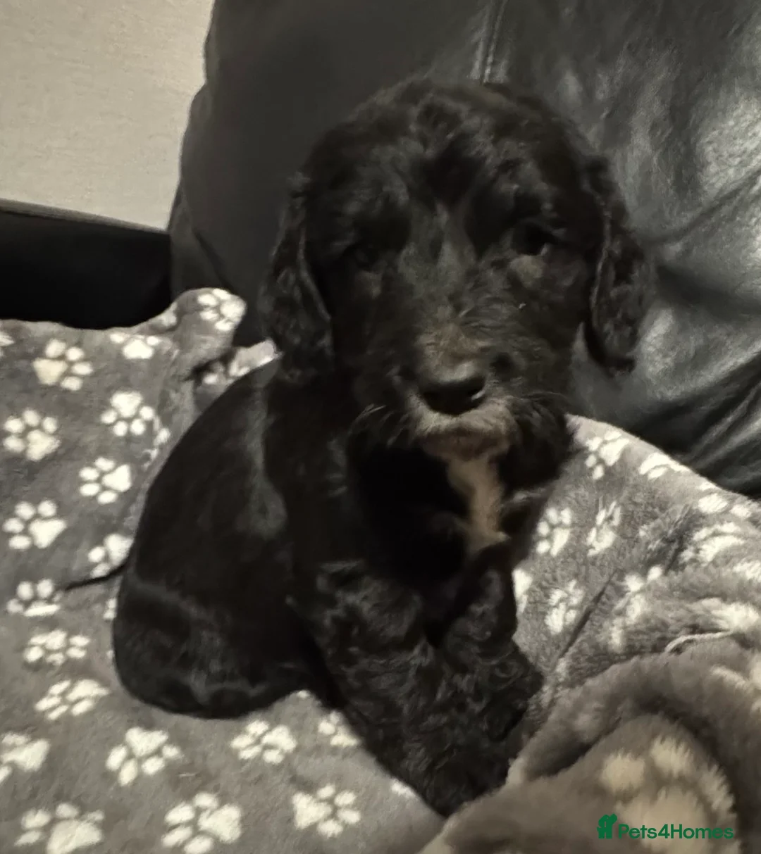 Mixed Breed dogs for sale: Gorgeous litter of 6 puppies  - Advert 3