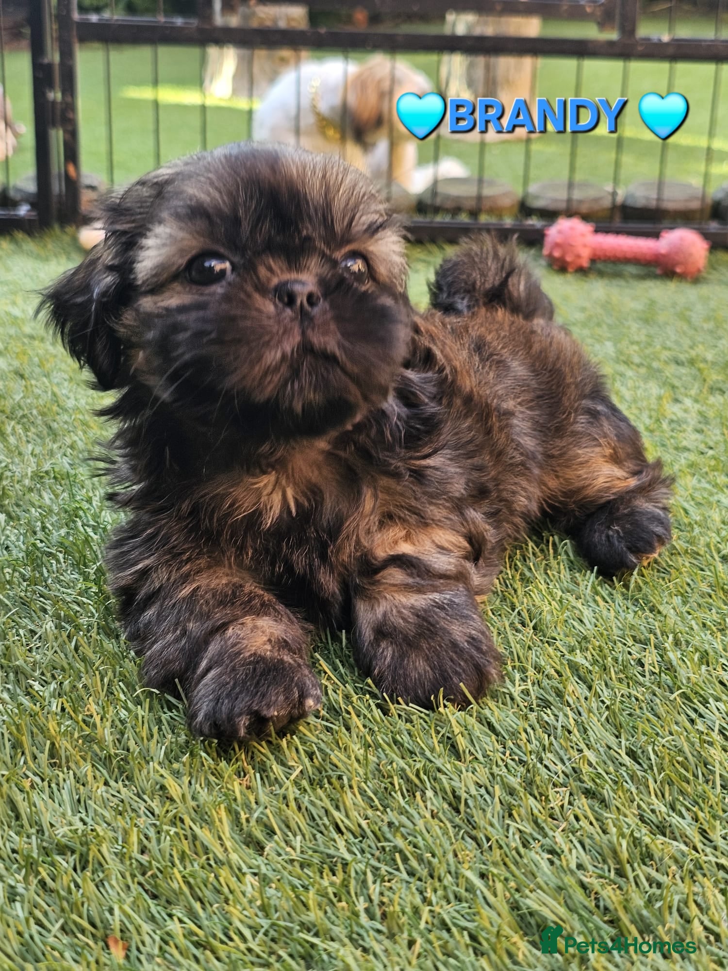 Shih Tzu dogs STUNNING PURE STANDARD SHIH TZU  - Advert 17