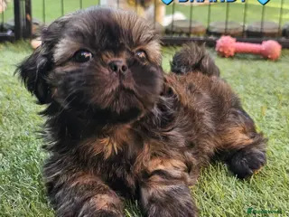 Shih Tzu dogs STUNNING PURE STANDARD SHIH TZU - Advert 17