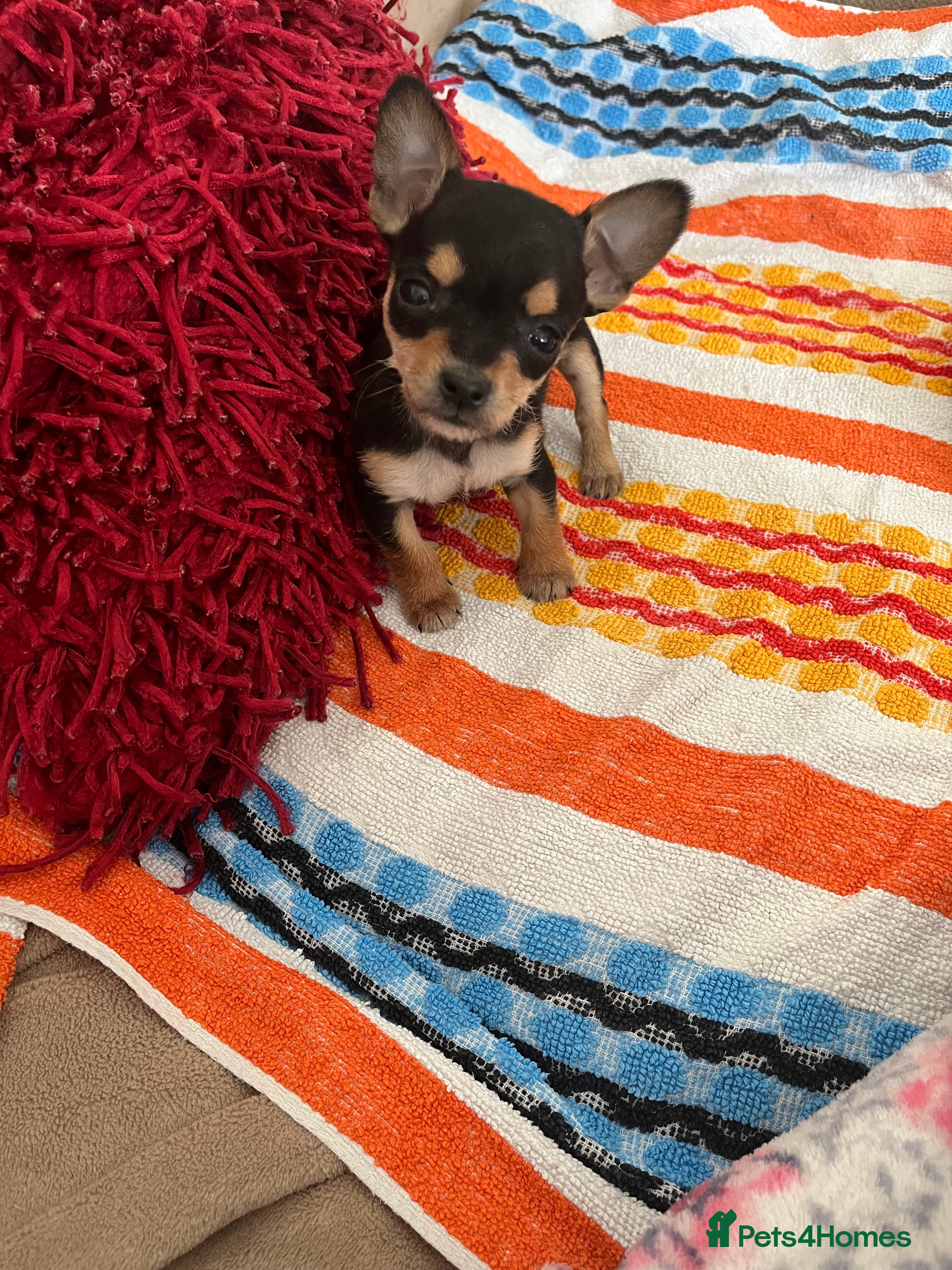 Chihuahua dogs Only 1 Left now! Adorable Chihuahua black/tan boy  - Advert 11