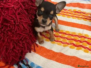Chihuahua dogs Only 1 Left now! Adorable Chihuahua black/tan boy - Advert 11