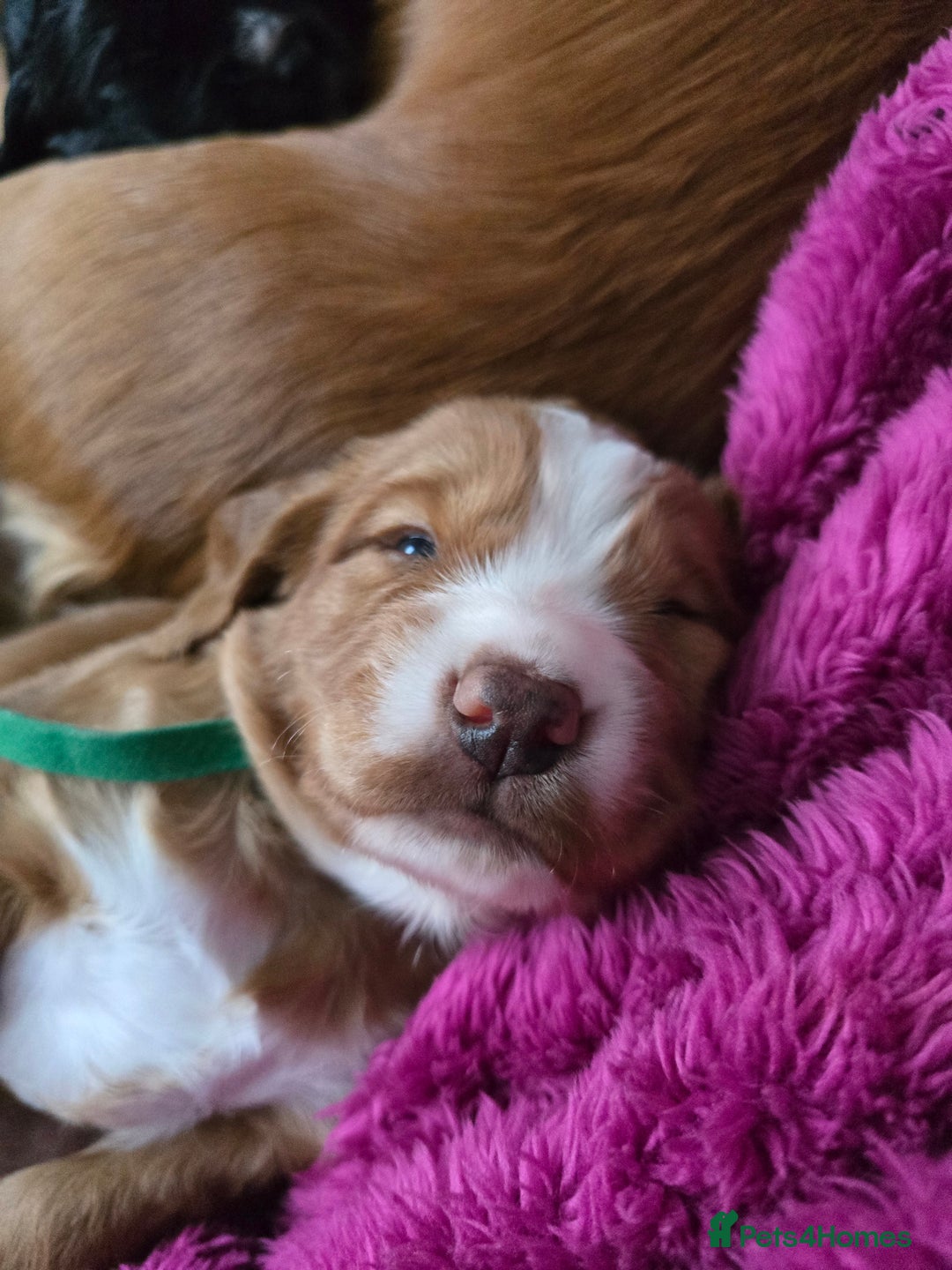 Cocker Spaniel dogs for sale: Working cocker spaniel males  - Advert 9