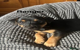 Jack Russell dogs for sale: Jack Russell’s ready now - Image 24