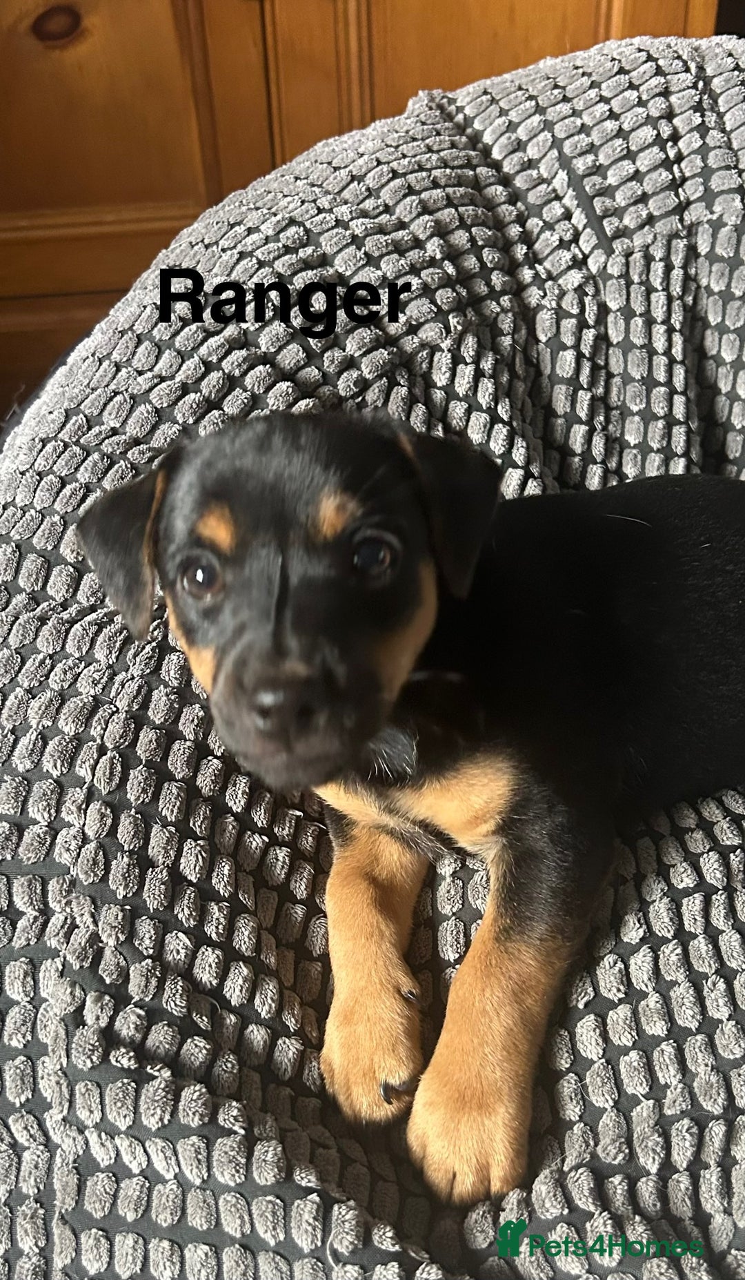 Jack Russell dogs for sale: Jack Russell’s ready now - Image 24