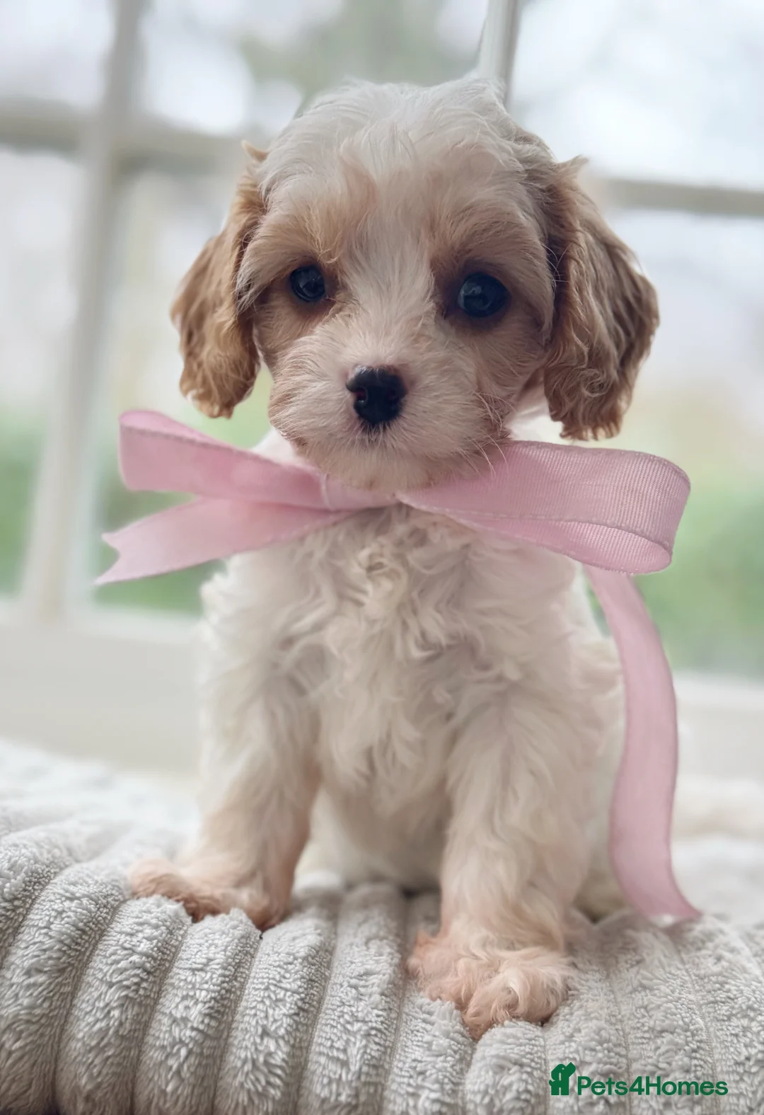 Cavapoo dogs for sale: Stunning F2 cavapoo health tested - Advert 21