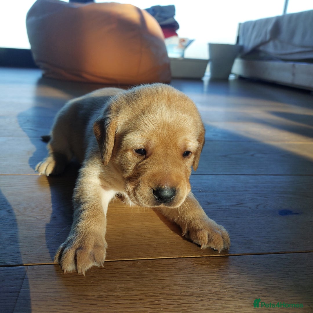 Labrador Retriever dogs for sale: Coco’s Labrador Puppies Seeking Loving Homes - Advert 8