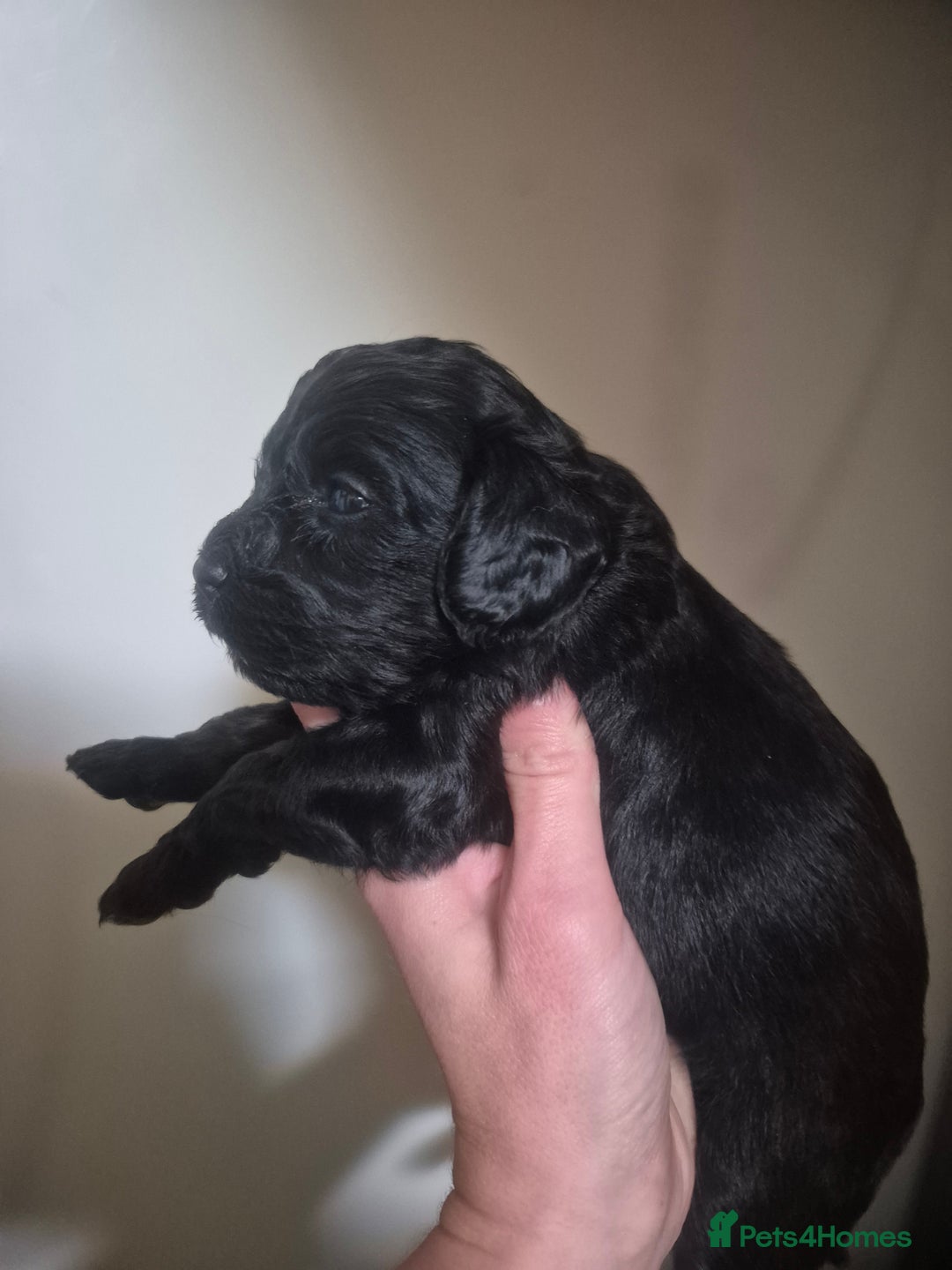 Cavapoo dogs for sale: Cavapoo babies - ready end nov - Image 7