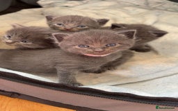 Domestic Shorthair cats for sale: Two Beautiful grey girls  - Image 5
