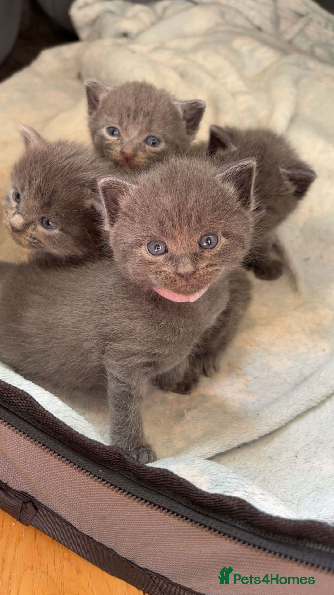 Domestic Shorthair cats for sale: Two Beautiful grey girls  - Image 5