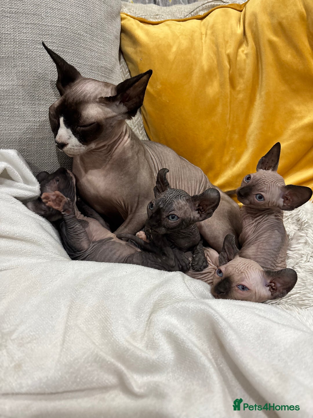 Sphynx cats for sale: 3 sphynx kitten (2 male one female) - Advert 2