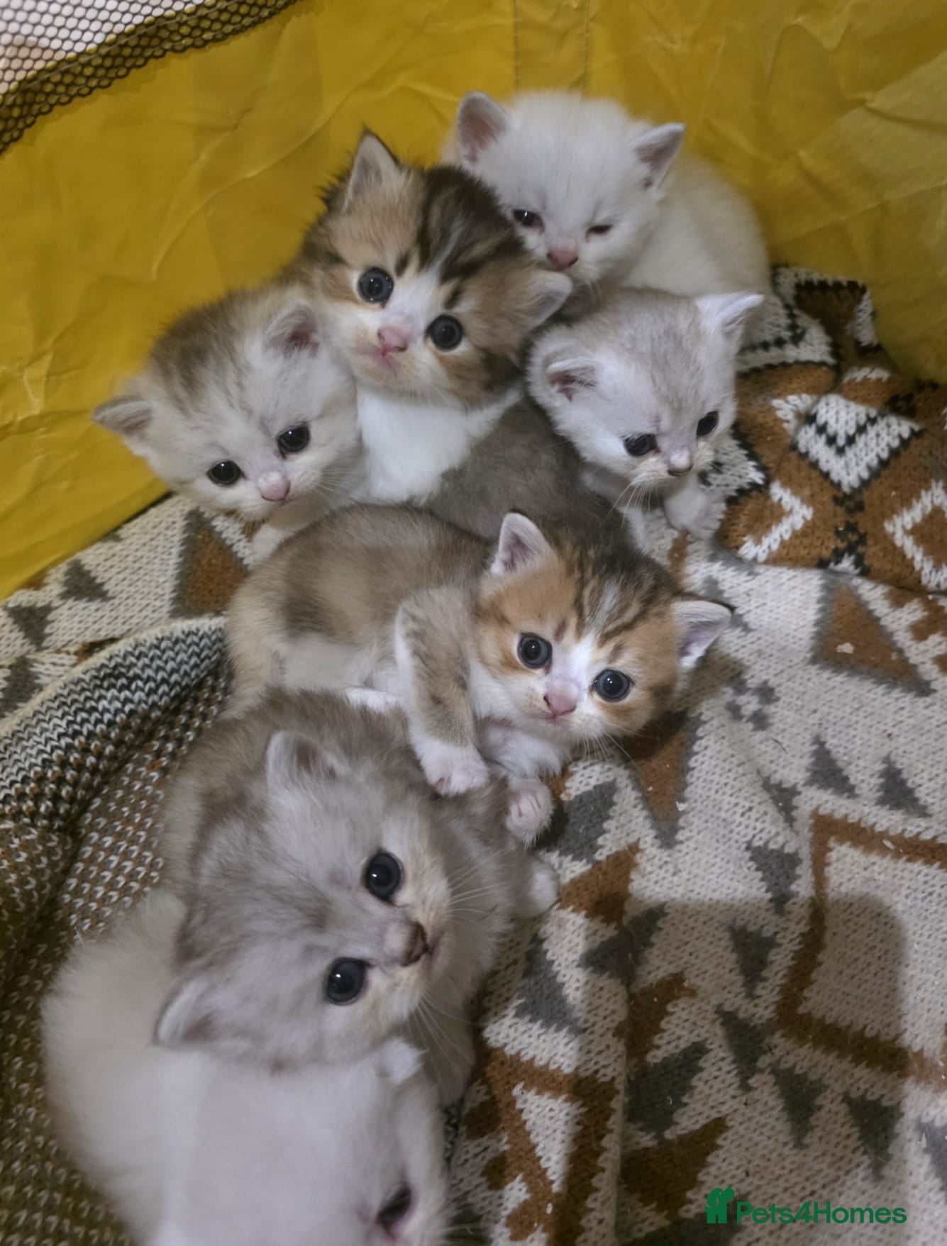 Munchkin cats Munchkin / Scottish fold kittens - Advert 1