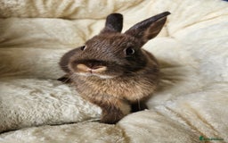 Netherland Dwarf rabbits for sale: Netherland Dwarf boy bunnies  - Image 9