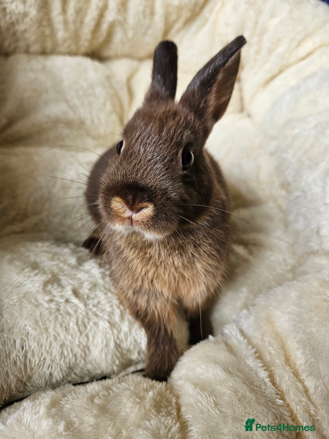 Netherland Dwarf rabbits for sale: Netherland Dwarf boy bunnies  - Image 9