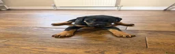 Dobermann dogs for sale: Dobermann puppies available - loving homes wanted  - Advert 16