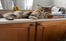 Maine Coon cats for sale: 5 year maincoon for rehoming  - Image 2