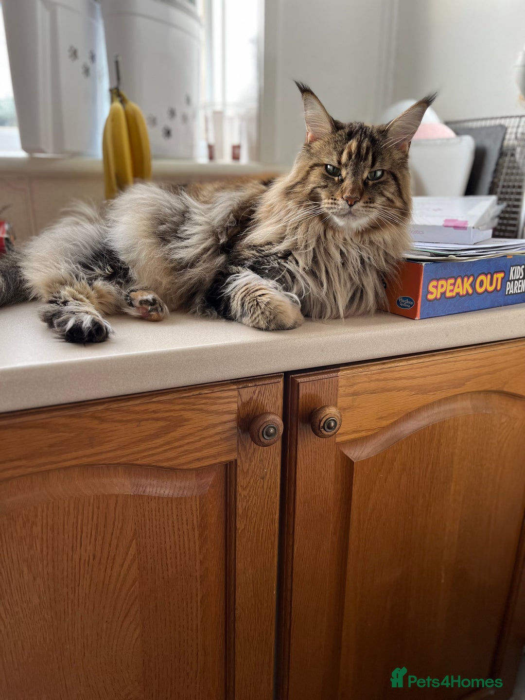 Maine Coon cats for sale: 5 year maincoon for rehoming  - Image 2
