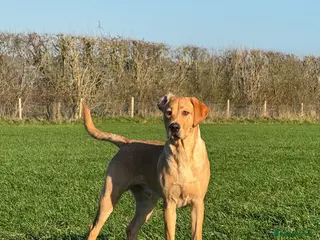 Labrador Retriever dogs Male Labrador Retriever - Advert 1