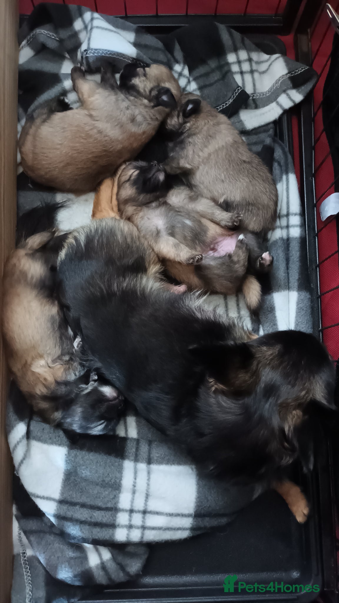 Pomeranian dogs for sale: 4 boy pomeranian, Russian line - Advert 1
