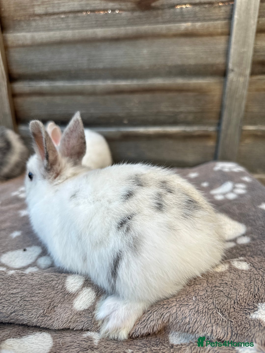 Netherland Dwarf rabbits for sale: Gorgeous Netherland dwarf bunnies  - Image 5