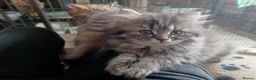 Mixed Breed cats for sale: British Shorthair x Chinchilla Persian girls/boys  in Blackpool - Advert 10
