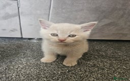British Shorthair cats for sale: Pretty British shorthair  - Image 21