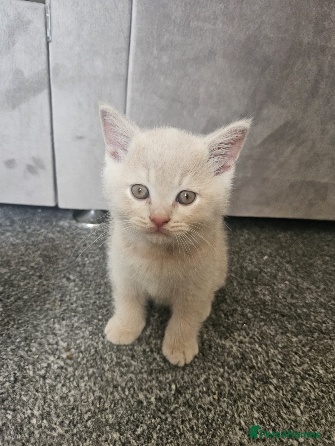 British Shorthair cats for sale: Pretty British shorthair  - Image 21