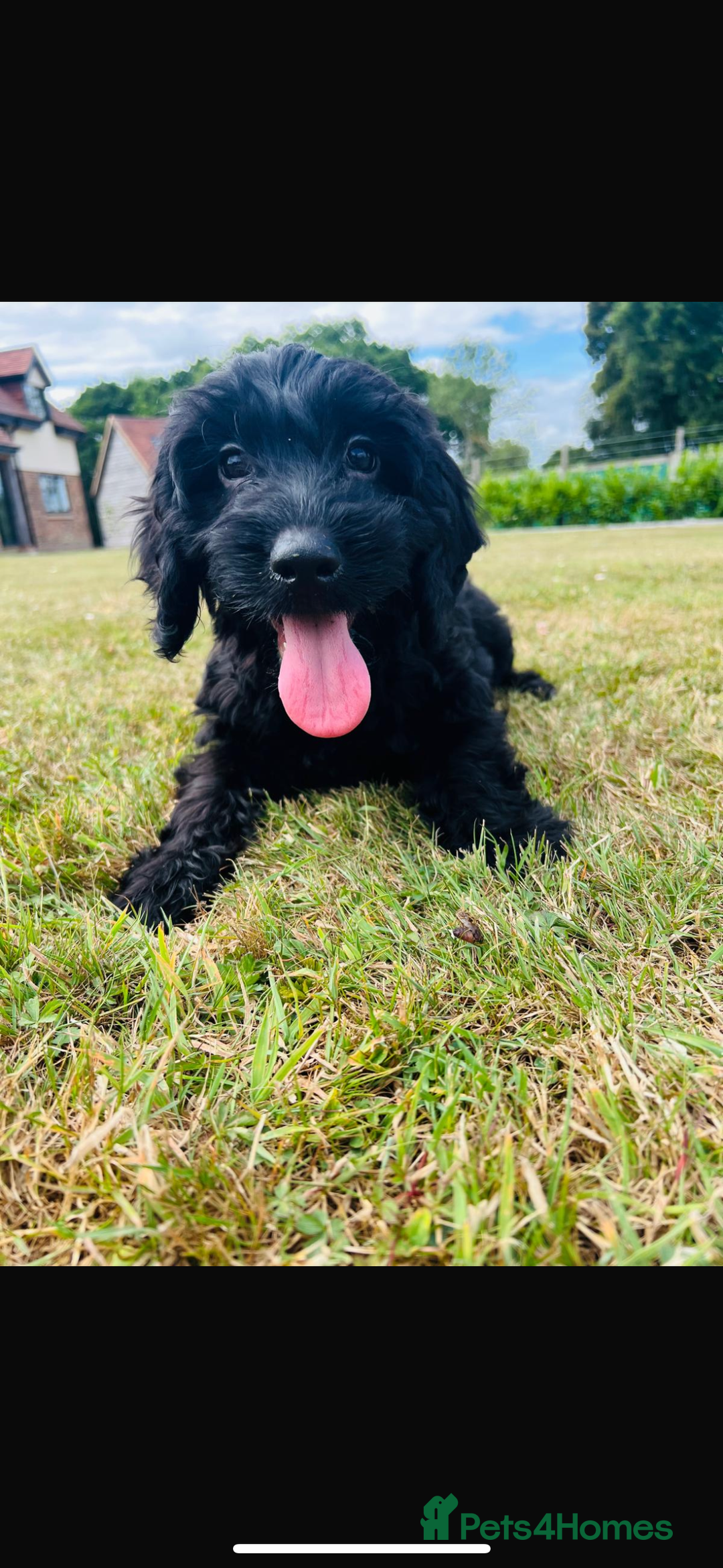 Cockapoo dogs for sale: Exceptional F1 Cockapoo health tested  puppies  in Ashford - Image 5