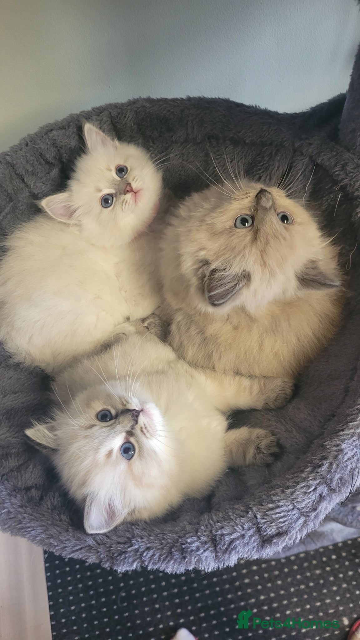 Ragdoll cats 🐾 Ragdoll Kittens *Ready Now* 🐾 - Advert 2