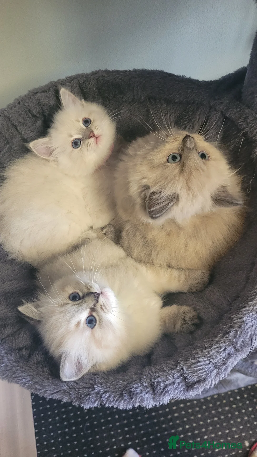 Ragdoll cats for sale: 🐾 Ragdoll Kittens *Ready Now* 🐾 - Advert 1
