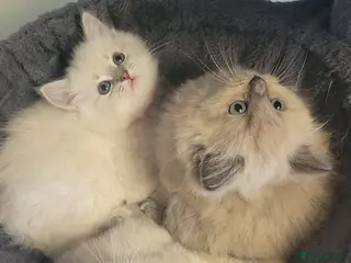 Ragdoll cats 🐾 Ragdoll Kittens *Ready Now* 🐾 - Advert 3