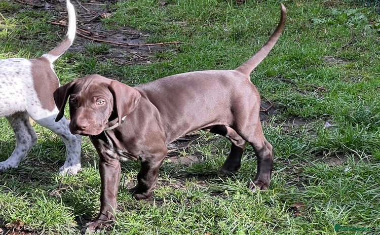 German Shorthaired Pointer dogs - Advert 12