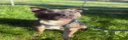 Staffordshire Bull Terrier dogs for adoption: Zeus - Staffy for Adoption (24 kg) in Wells - Advert 2