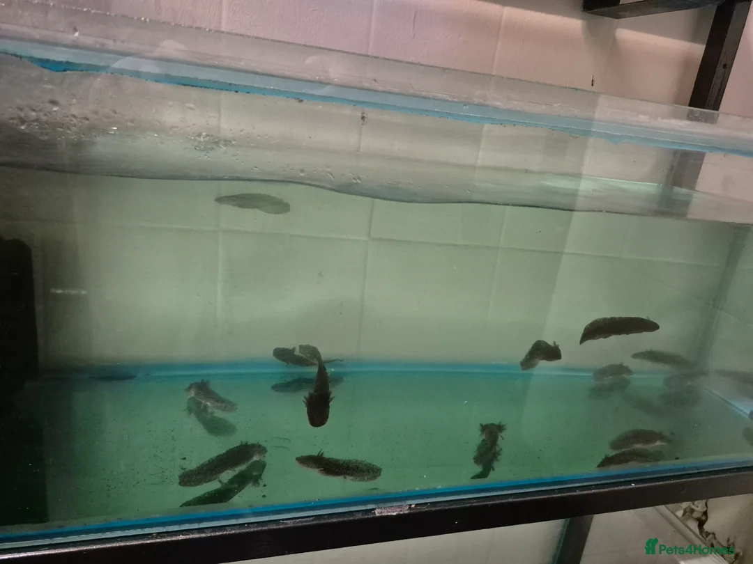 Axolotl reptiles for sale: Axolotls for sale  - Advert 2