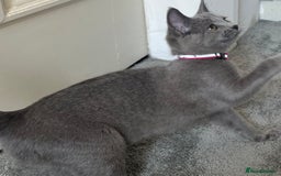 Russian Blue cats for sale: Russian Blue Kitten - Image 10