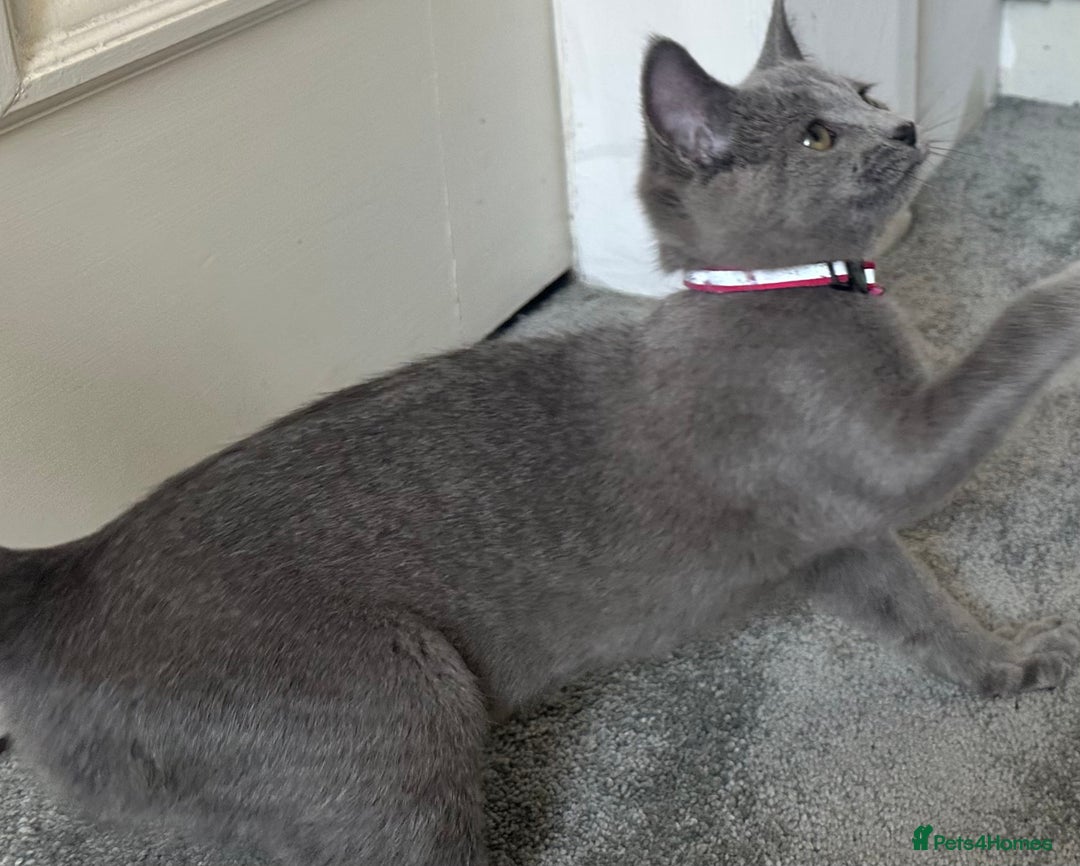 Russian Blue cats for sale: Russian Blue Kitten - Image 10