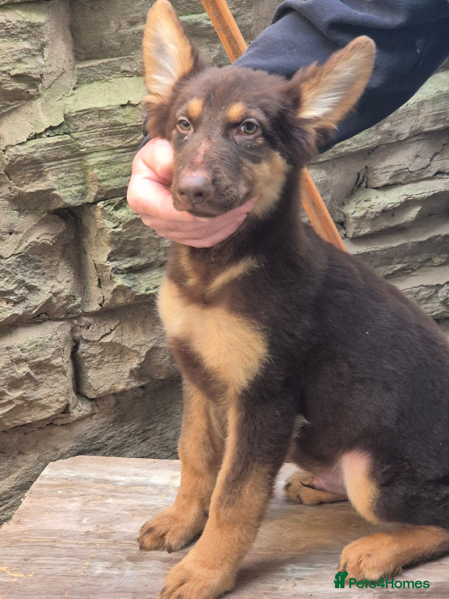 German Shepherd dogs *RARE* LIVER AND ISOBELLA GERMAN SHEPHERD PUPS - Advert 11
