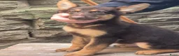 German Shepherd dogs for sale: *RARE* LIVER AND ISOBELLA GERMAN SHEPHERD PUPS - Advert 2