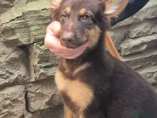 German Shepherd dogs *RARE* LIVER AND ISOBELLA GERMAN SHEPHERD PUPS - Advert 11