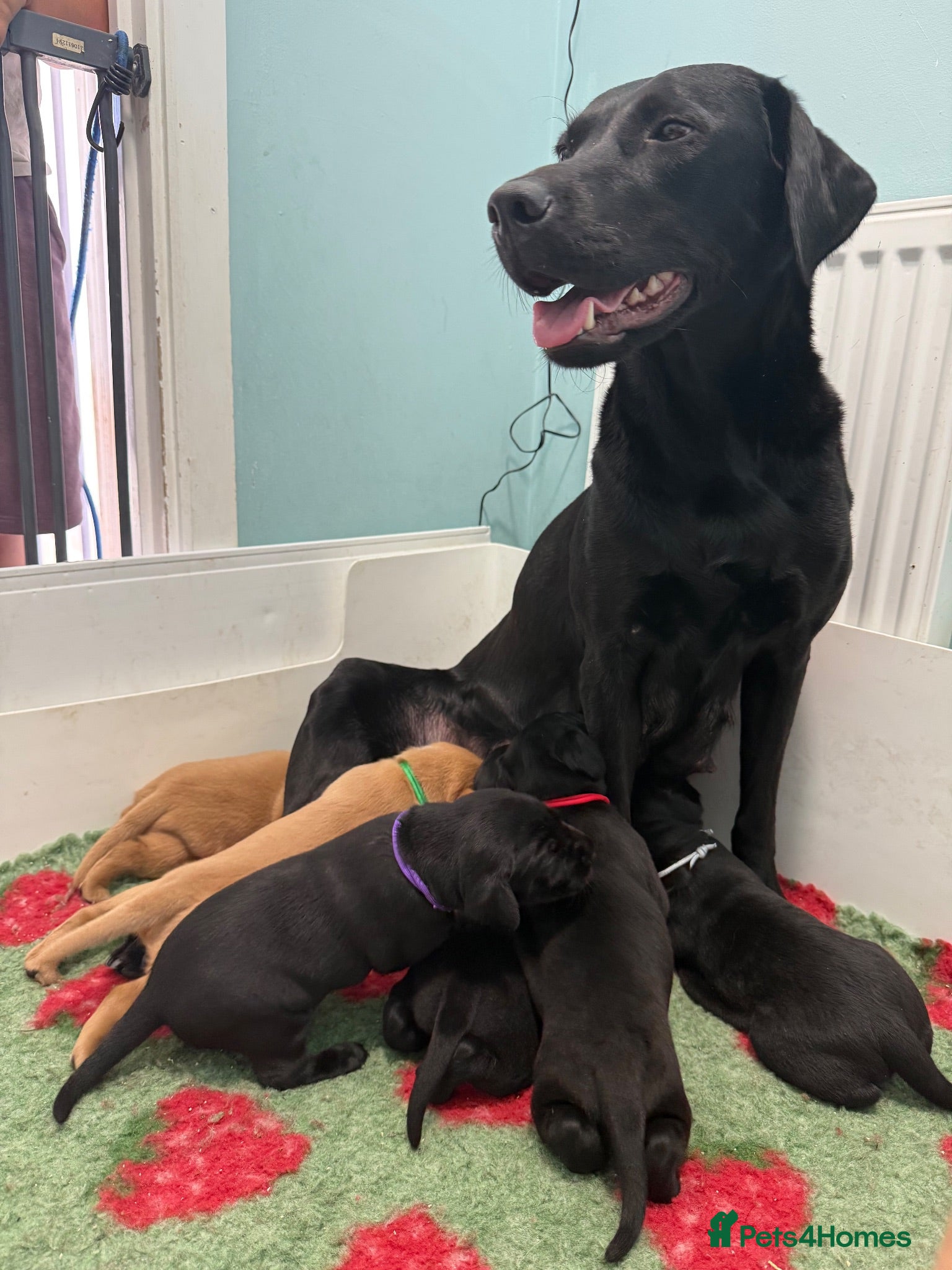 Labrador Retriever dogs Fully health tested labrador puppies  - Advert 1