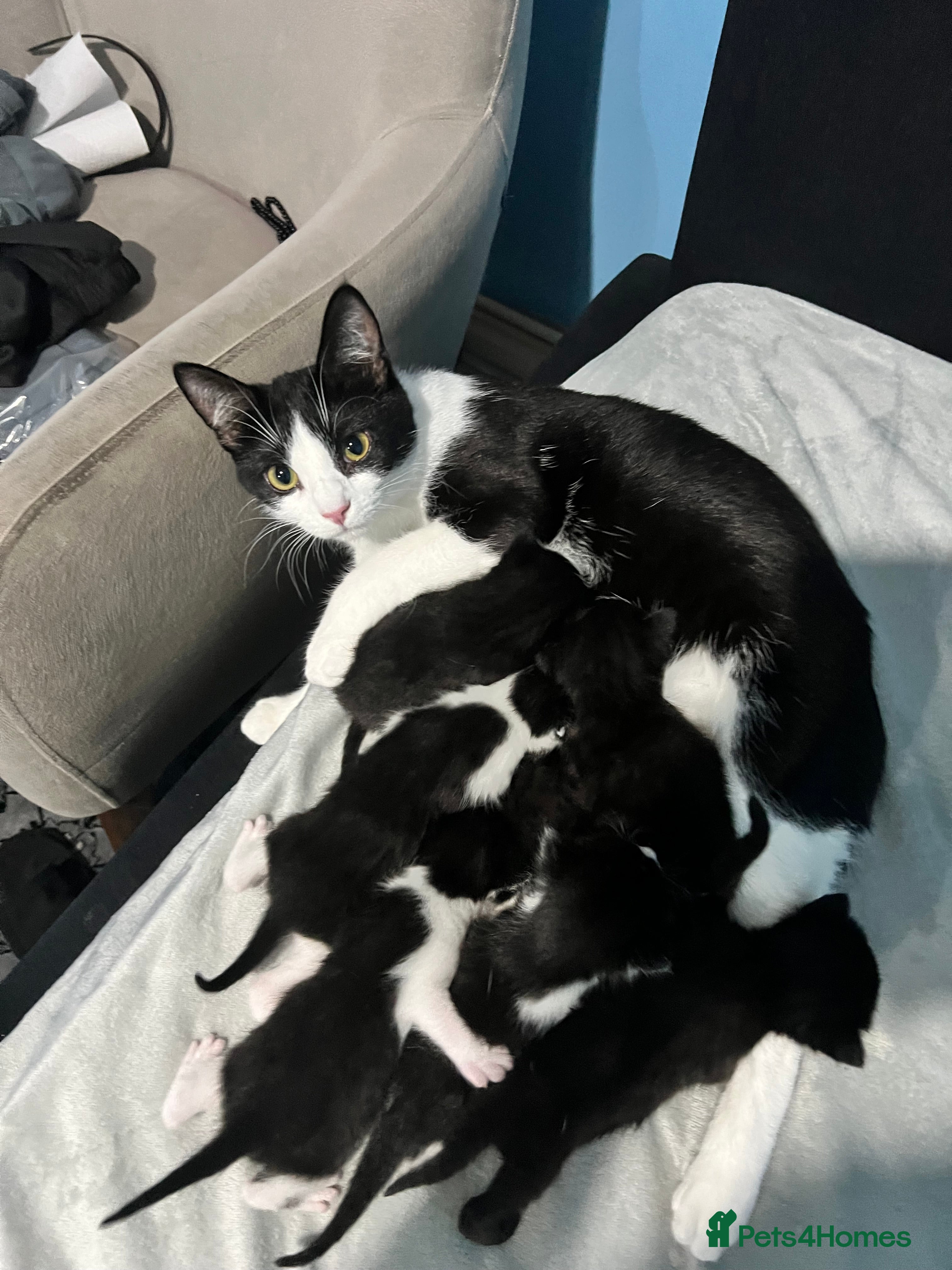 Mixed Breed cats 7 lovely sweat kittens - Advert 1