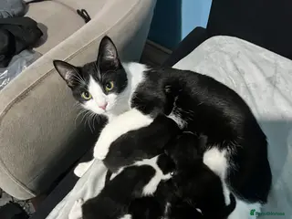 Mixed Breed cats 7 lovely sweat kittens - Advert 1