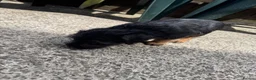 Border Terrier dogs for sale: Border terrior puppies  in Blackwood - Advert 7