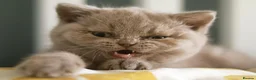 British Shorthair cats for sale: TICA Registerd Chocolate & Lilac - Advert 2