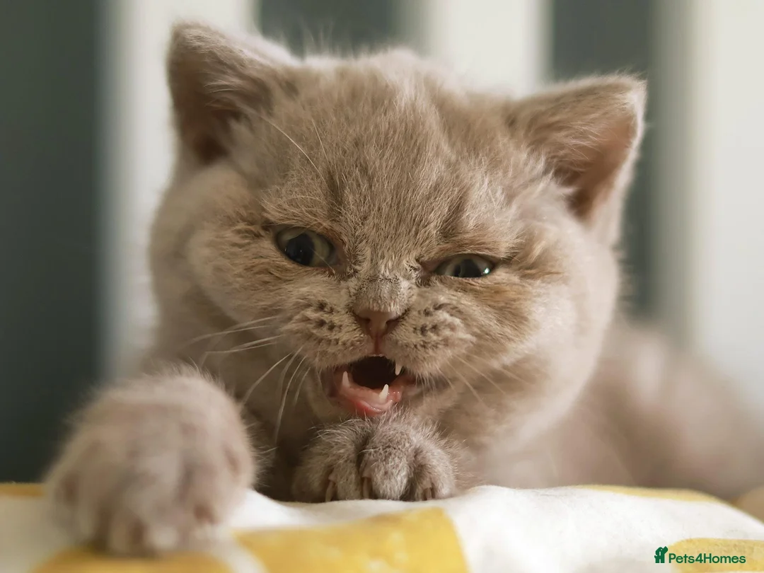 British Shorthair cats for sale: TICA Registerd Chocolate & Lilac - Advert 2